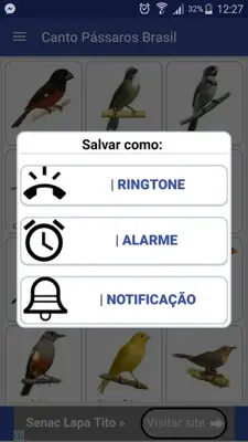 Canto de PÃ¡ssaros B android App screenshot 8